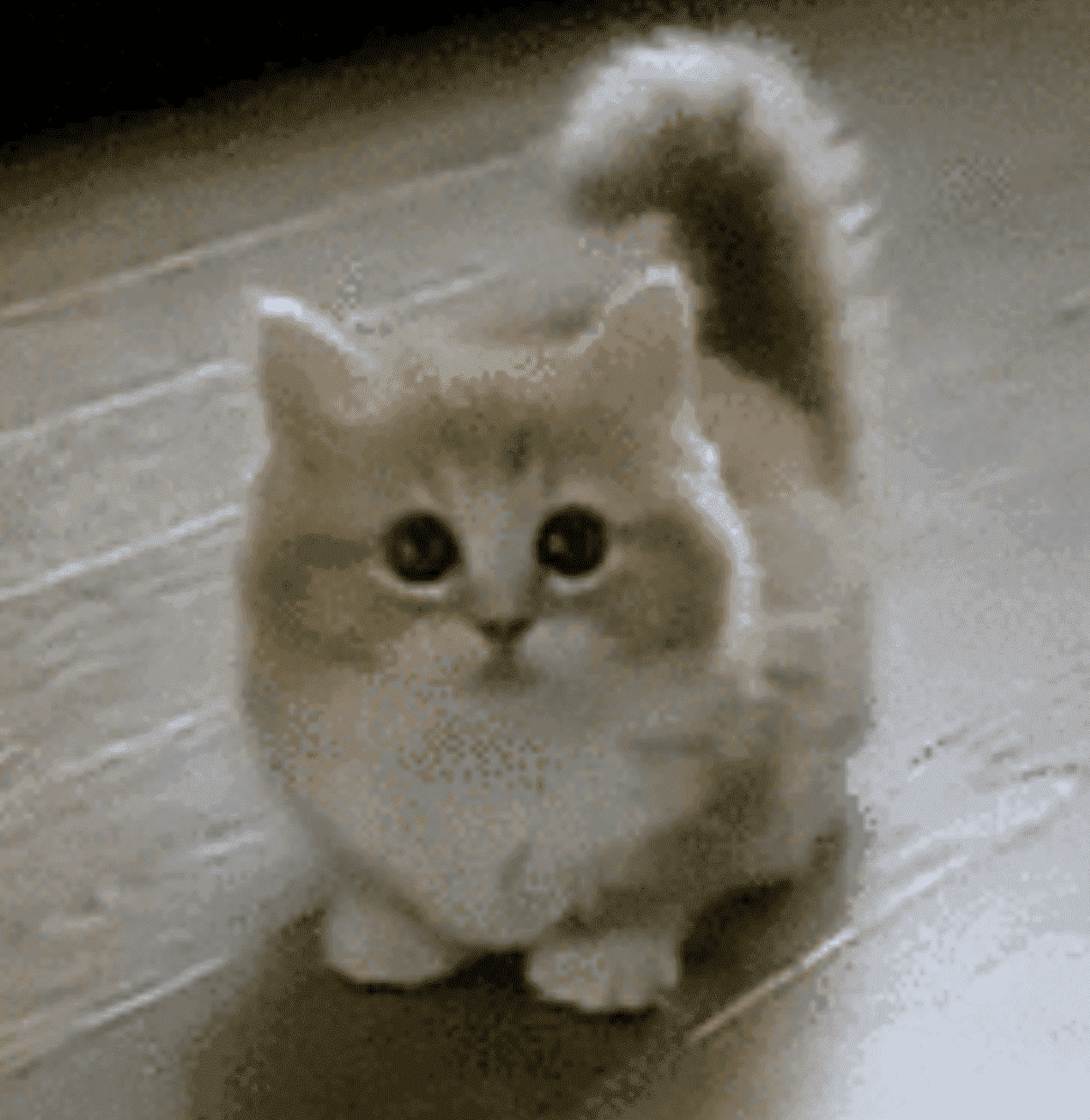 A small fluffy cat with large, expressive eyes looking directly at the camera. The cat appears to have a soft, light-colored fur and a bushy tail that is curled upwards.